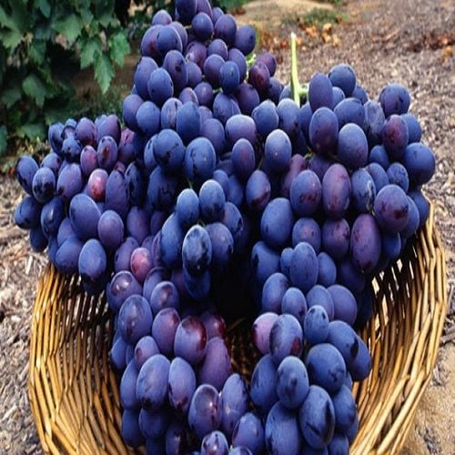 Üzüm Asma Fidanı Yetiştiriciliği