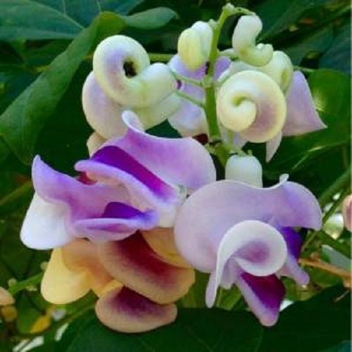 Çiçekçilik Yapmak İstiyorum