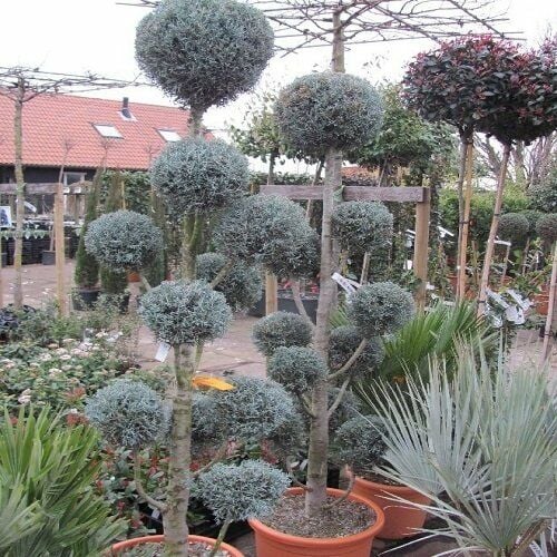 Üç Top Mavi Servi Ağacı Özellikleri