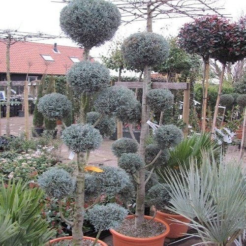 Üç Top Mavi Servi Ağacı Bakımı