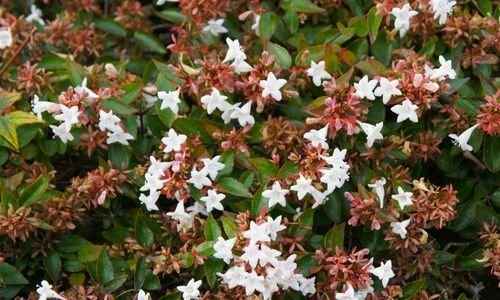 Abelya Çiçeği Bakımı