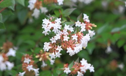 Abelya Çiçeği Satışı