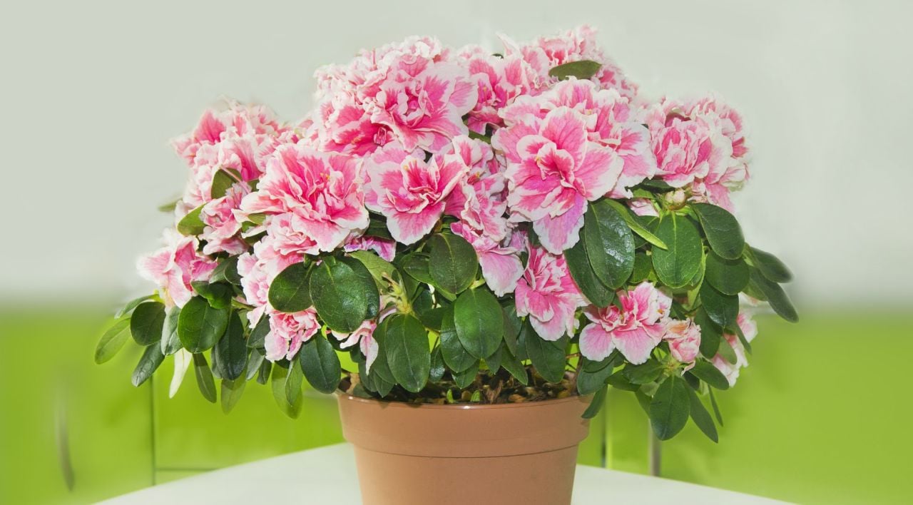 Açelya Çiçeği Bakımı