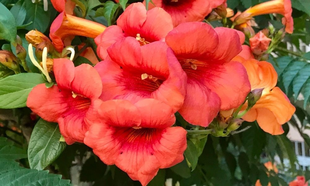 Acem Borusu Özellikleri