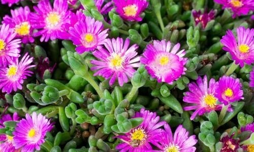 Acem Halısı Çiçeği Bakımı