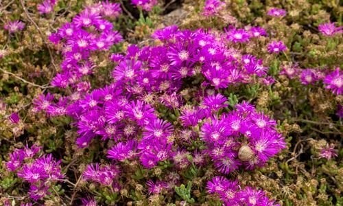 Acem Halısı Çiçeği Özellikleri
