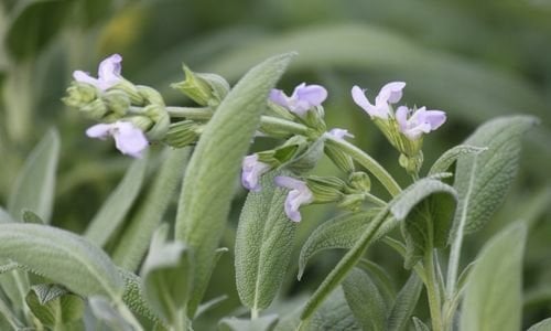 Adaçayı Bitkisi Bakımı
