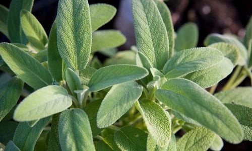 Adaçayı Bitkisi Özellikleri