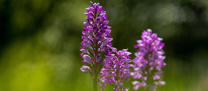 Salep Yetiştiriciliği