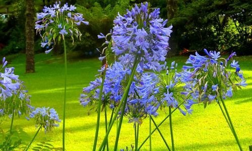 Afrika Zambağı Çiçeği Özellikleri