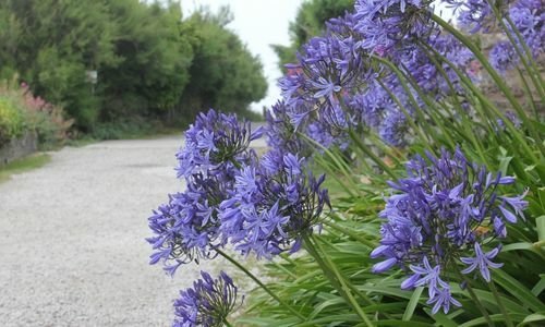 Afrika Zambağı Çiçeği Bakımı