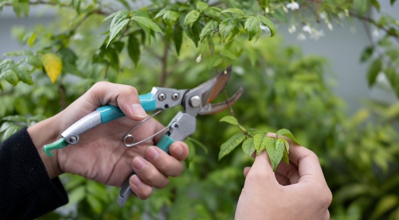 Ağaç Nasıl Budanır, Budama Nedir?