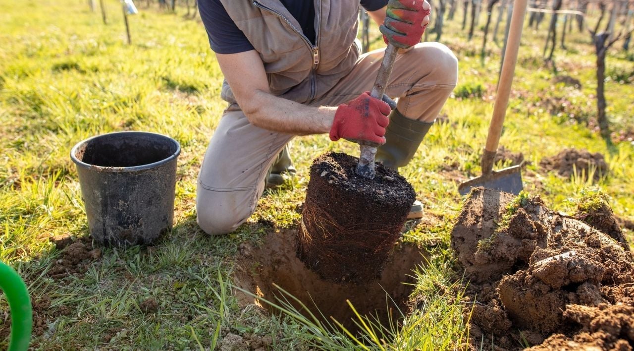 Ağaç Nasıl Dikilir?