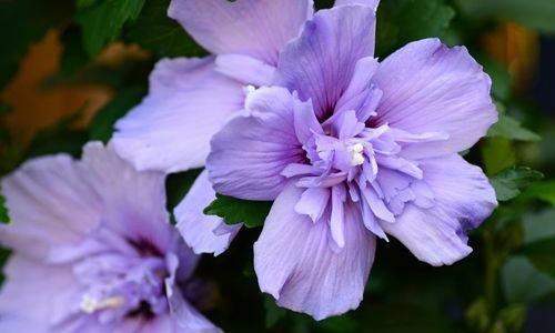 Ağaç Hatmi Fidanı Bakımı