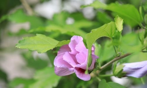 Ağaç Hatmi Fidanı Özellikleri