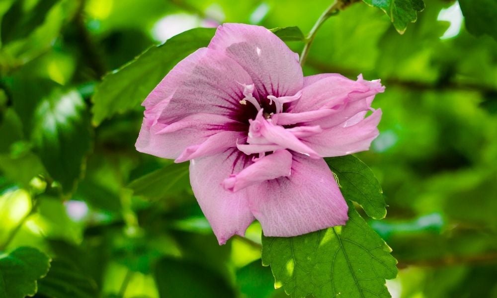 Ağaç Hatmi Çiçeği Nasıl Yetiştirilir.