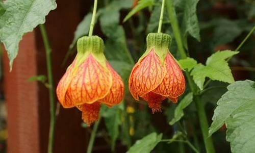 Ağaç Küpelisi Çiçeği Bakımı