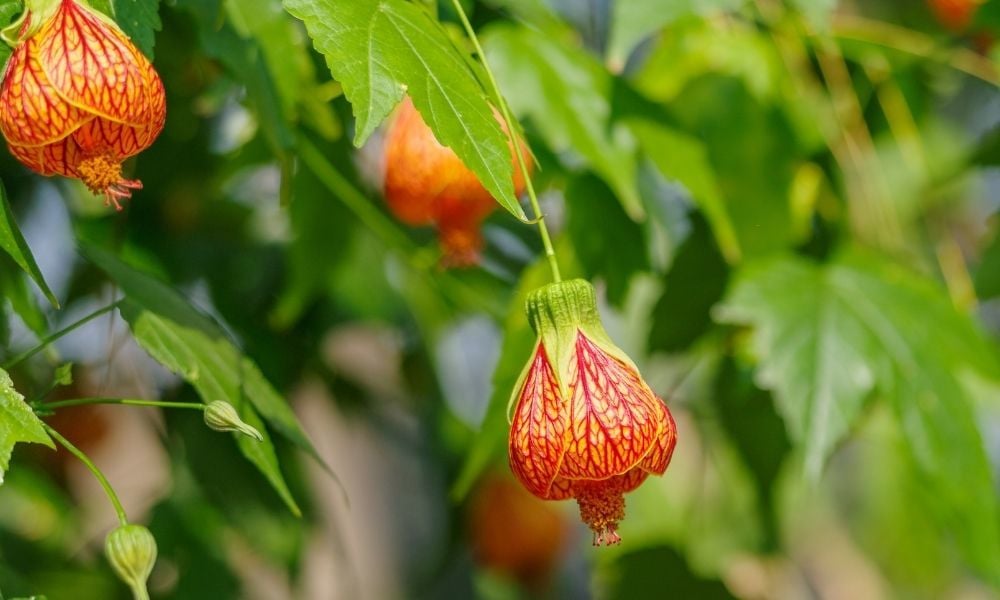 Ağaç Küpelisi Abutilon Özellikleri