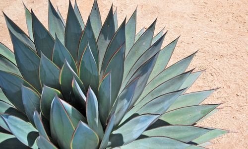 Agave Bitkisi Bakımı