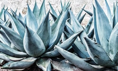 Agave Bitkisi Özellikleri Nelerdir?