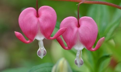 Ağlayan Kalpler Çiçeği Bakımı