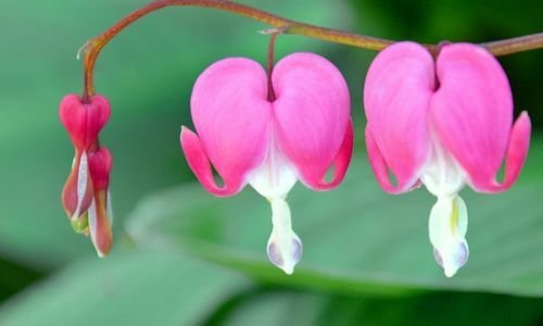 Ağlayan Kalpler Çiçeği Çeşitleri