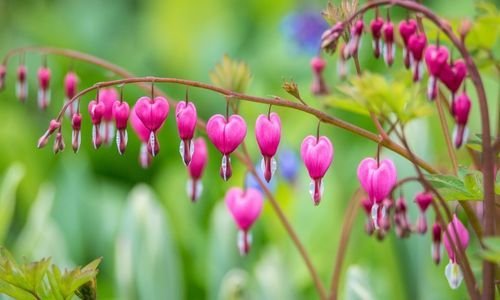 Ağlayan Kalpler Çiçeği Fiyatı