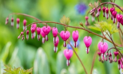 Kanayan Kalpler Çiçeği Özellikleri