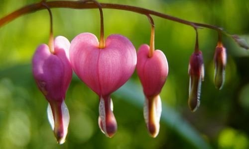 Kanayan Kalpler Çiçeği Fiyatı