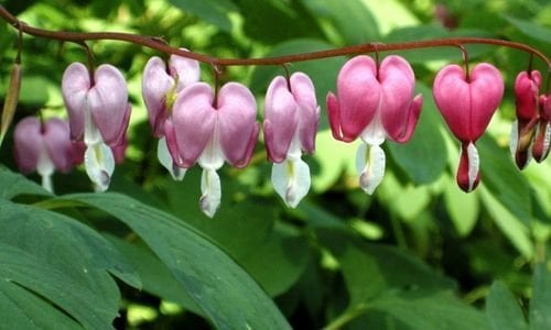 Ağlayan Kalpler Çiçeği Satışı