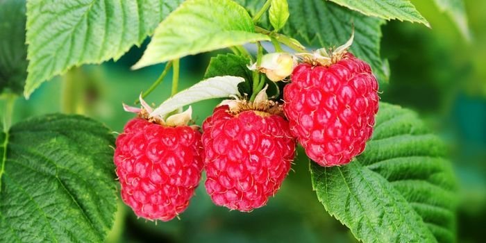 Ahududu Fidanı Çeşitleri