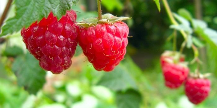 Ahududu Fidanı Özellikleri