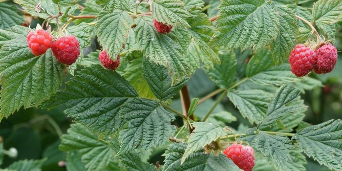 Ahududu Fidanı Satışı