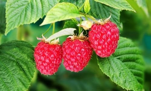 Ahududu Fidanı Ne Zaman Dikilir?