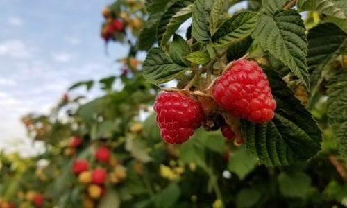 Ahududu Fidanı Nasıl Budama Yapılır?