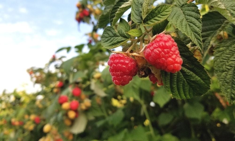 Ahududu Fidanı Yetiştiriciliği