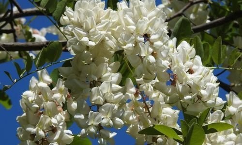 Akasya Fidanı Özellikleri