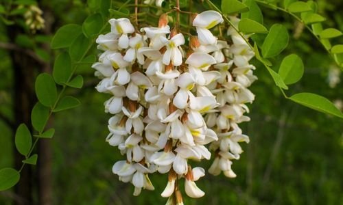 Akasya Fidanı Fiyatı