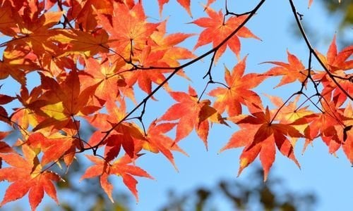 Akçaağaç Fidanı Bakımı