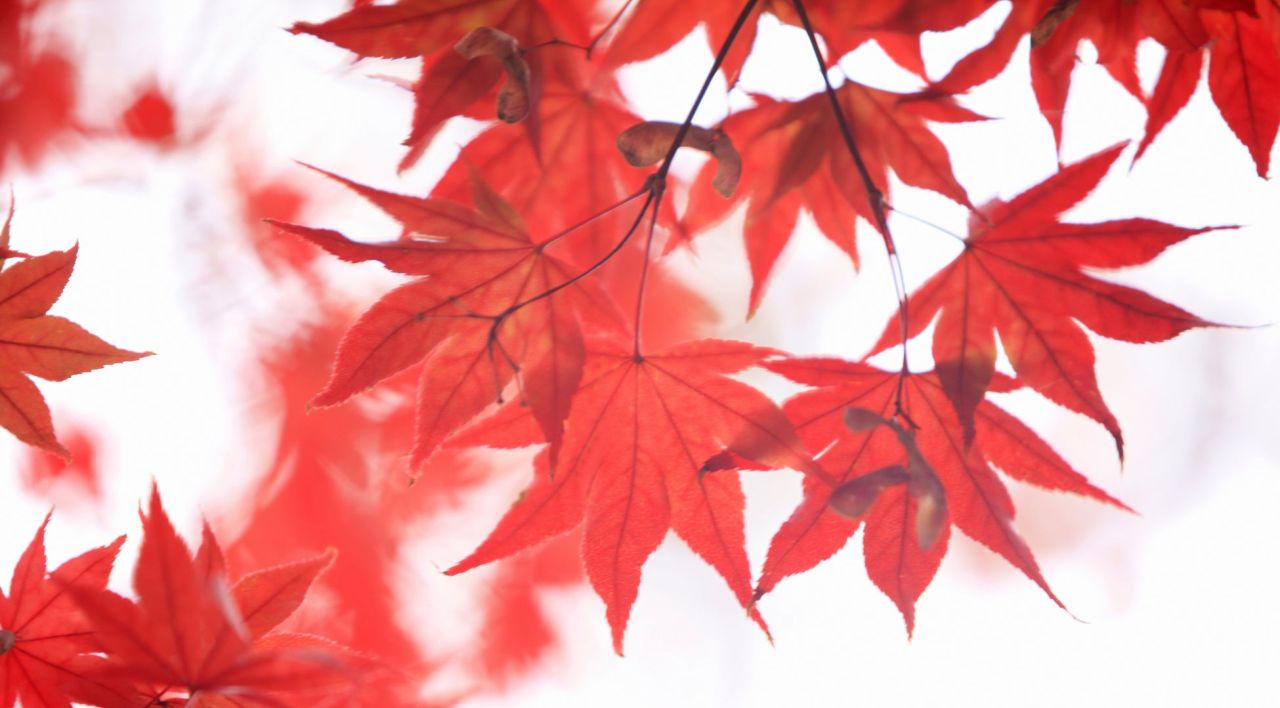 Akçaağaç Fidanı Nerede Yetişir