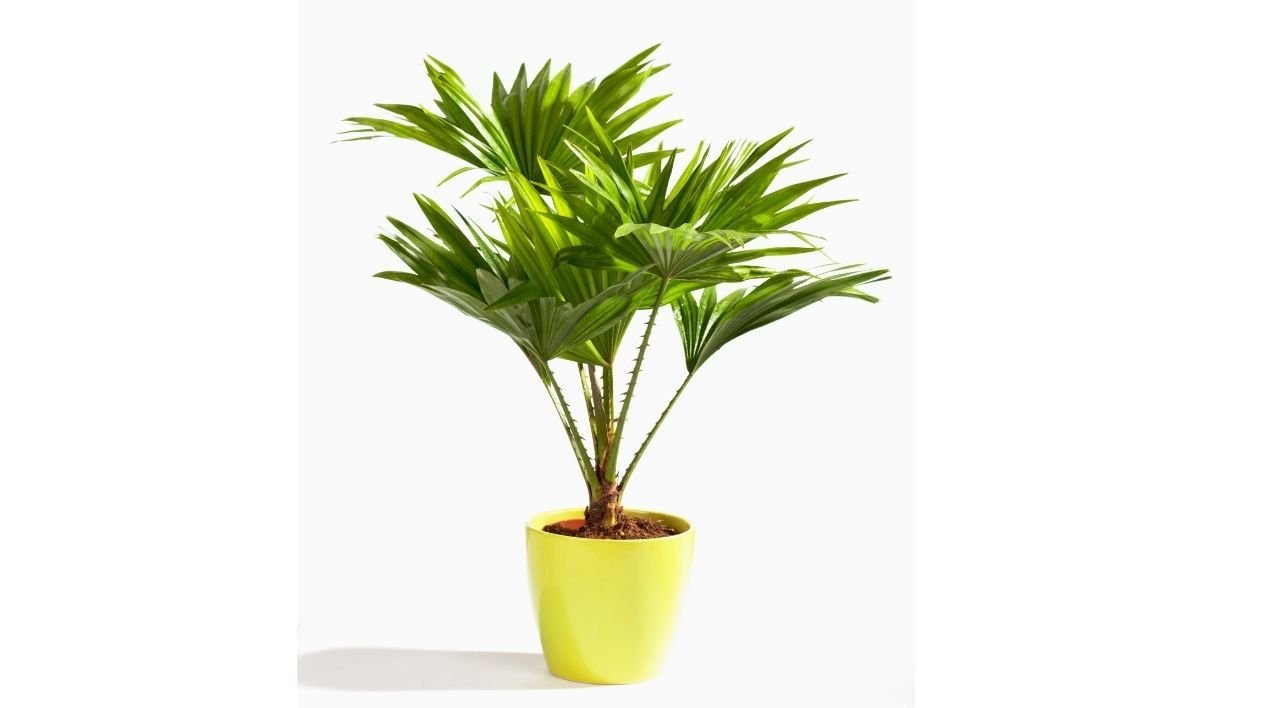 Bodur Akdeniz Palmiye Özellikleri