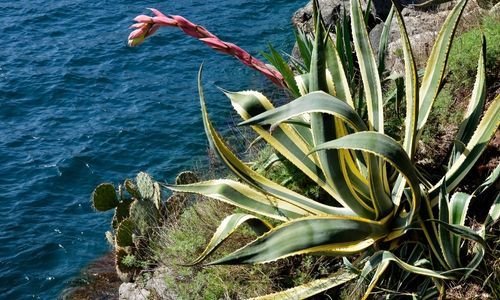 Alacalı Agave Bitkisi Bakımı