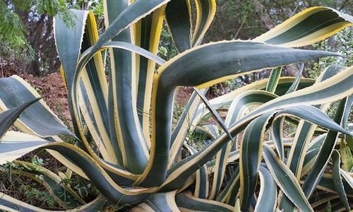 Alacalı Agave Bitkisi Özellikleri