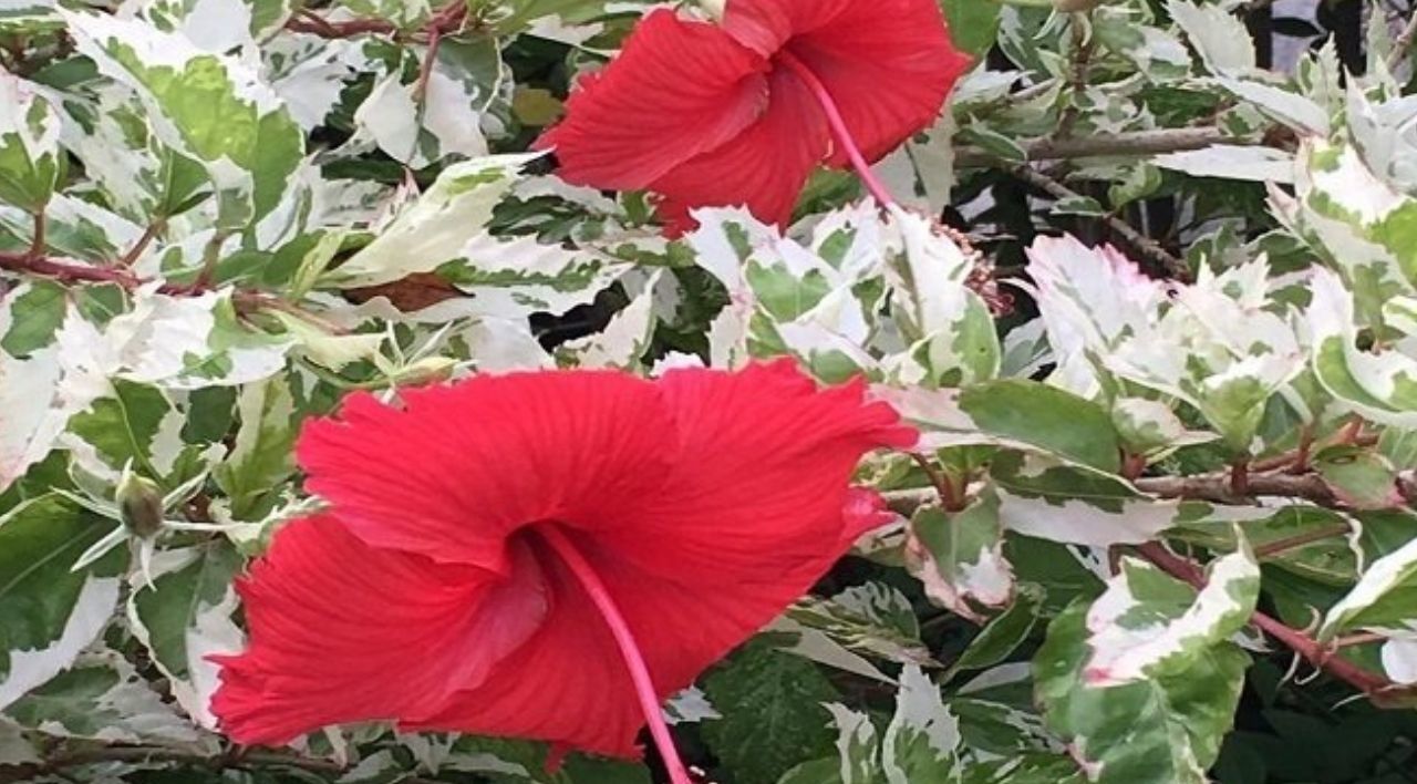 Alacalı Japon Gülü Bakımı