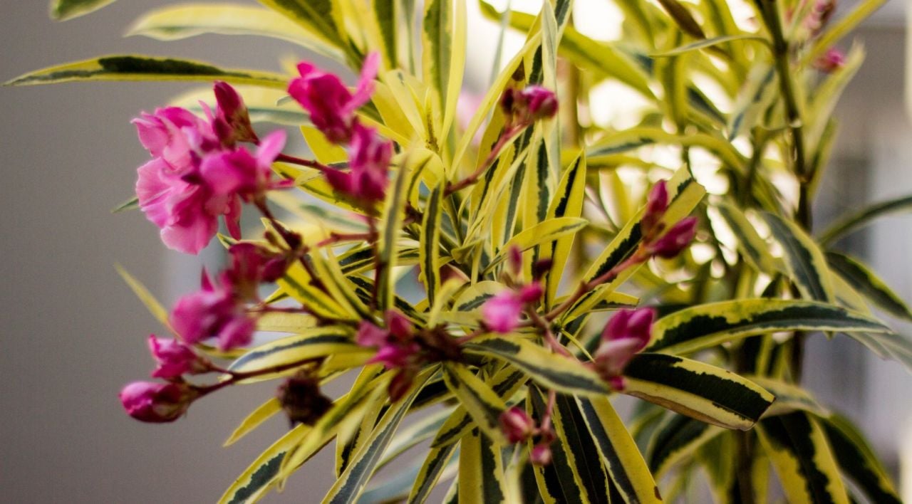 Alacalı Zakkum Ağacı Nasıl Yetiştirilir ve Budanır