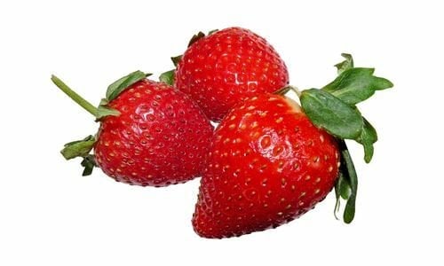 Albion Çilek Fidesi Özellikleri