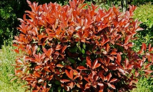 Alev Ağacı Fidanı Özellikleri