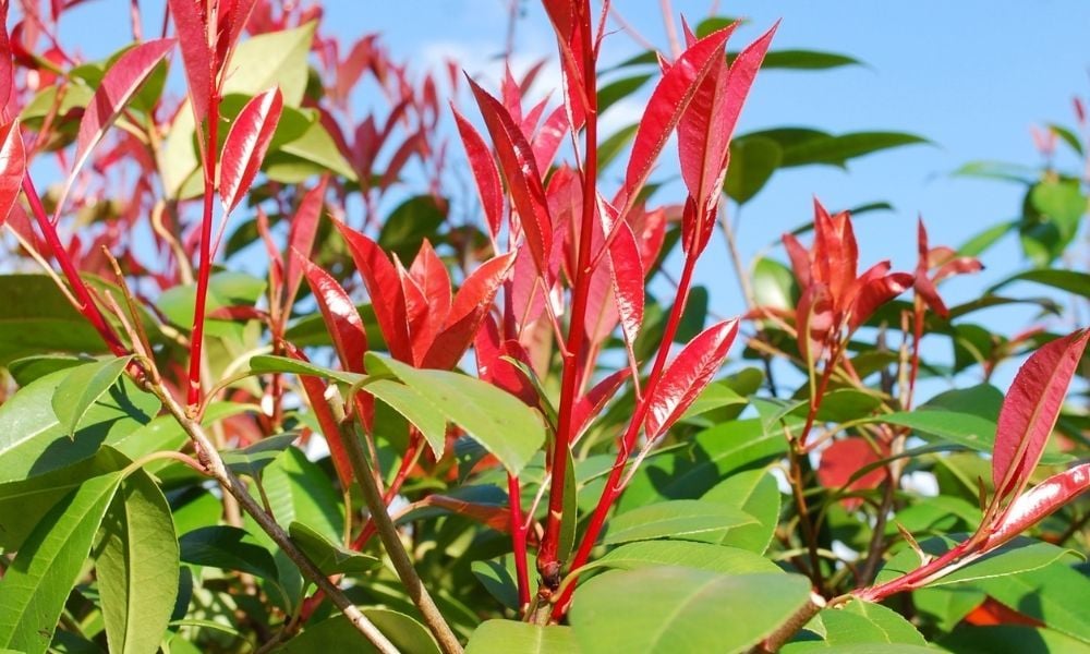 Alev Çalısı Fidanı Dikimi Ve Bakımı