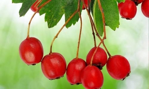 Alıç Fidanı Bakımı