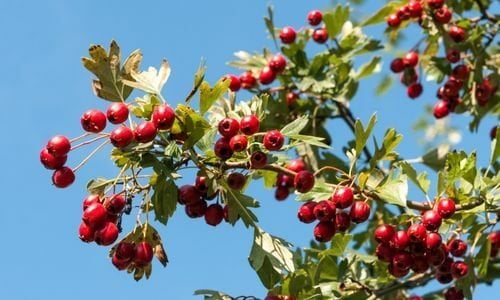 Alıç Fidanı Çeşitleri